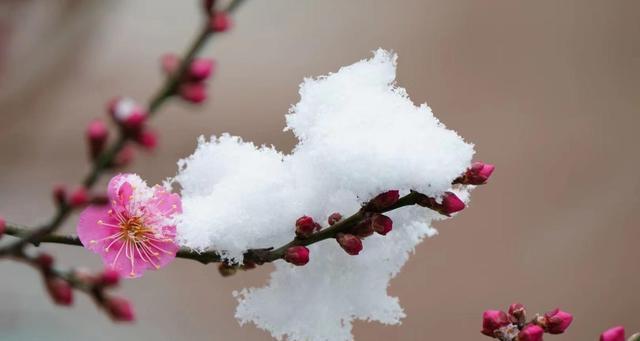 生命之美：活力的芬芳