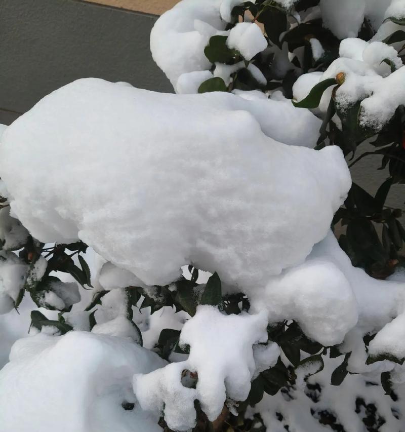 冬日初雪：白茫茫一片