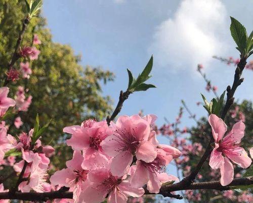 小鸟飞翔的快乐（梅花开放的春日）