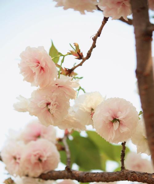 樱花纷飞时，心绪如歌（樱花纷飞时，心绪如歌）