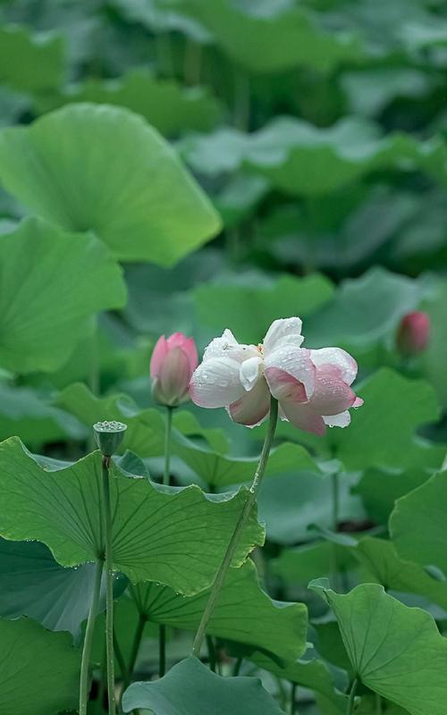 夏雨的美好