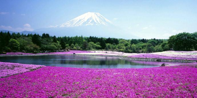 那片花海（春光明媚，繁花似锦）