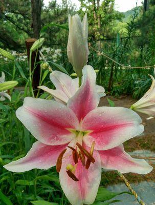 圣洁花语（一场百合花的宿命之恋）