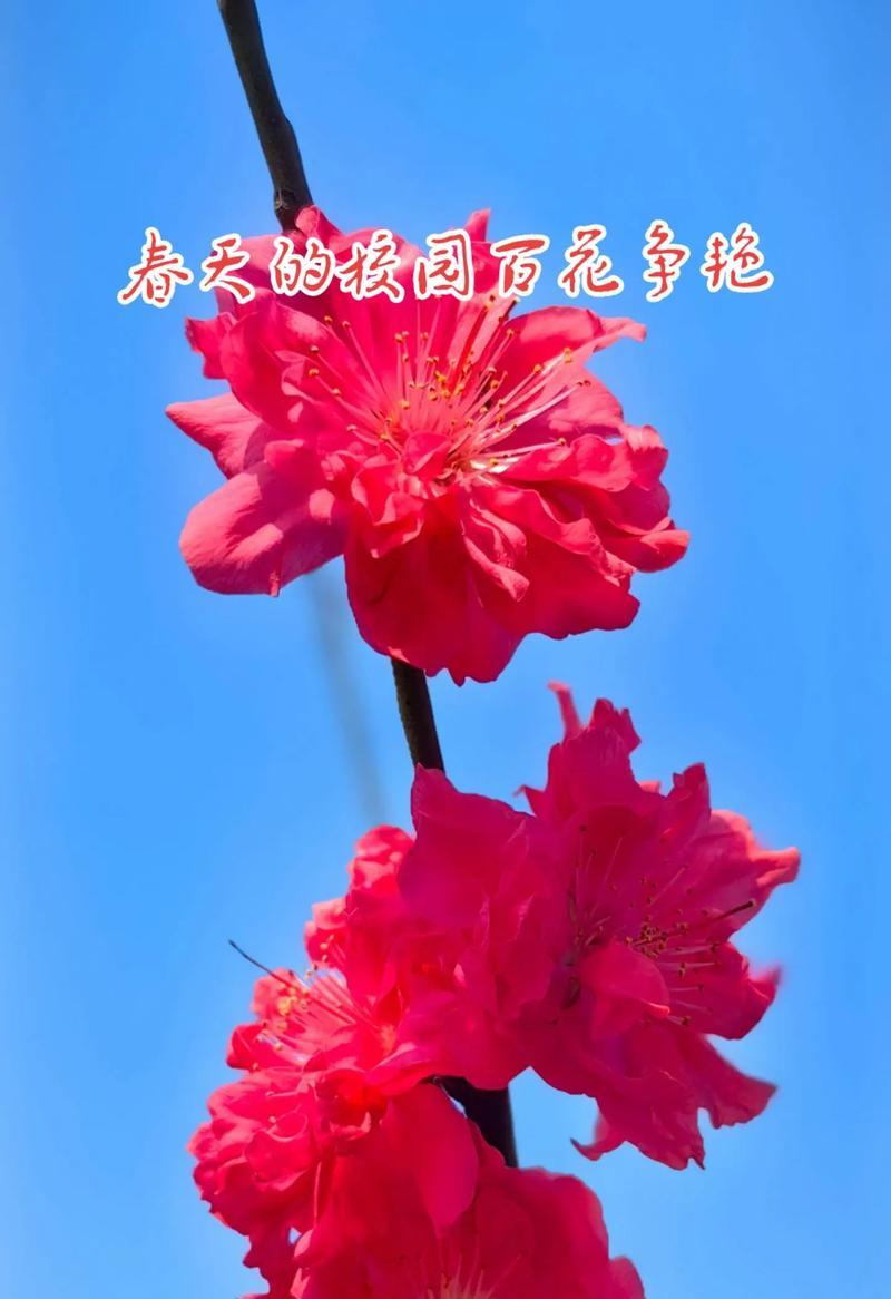 春日百花争艳（竞相绽放，争奇斗艳）