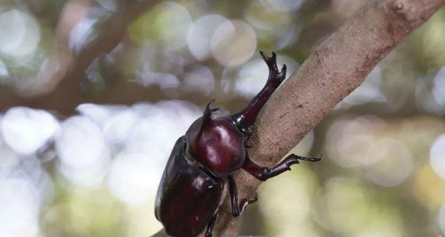 梦境中的小生物（梦境中的小生物）