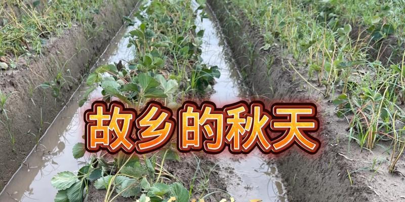 我爱家乡的秋天：一场回忆的盛宴