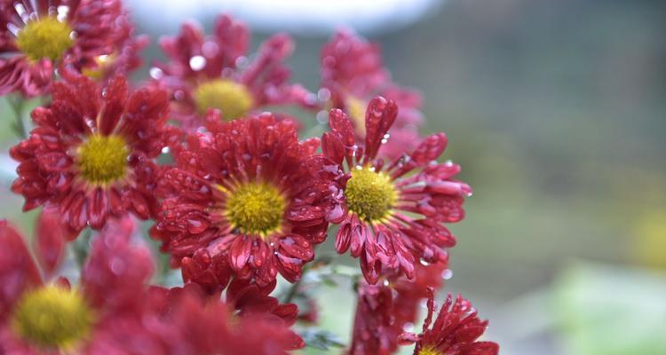菊花之魂——不屈的精神（一朵菊花传递着人们的信念）
