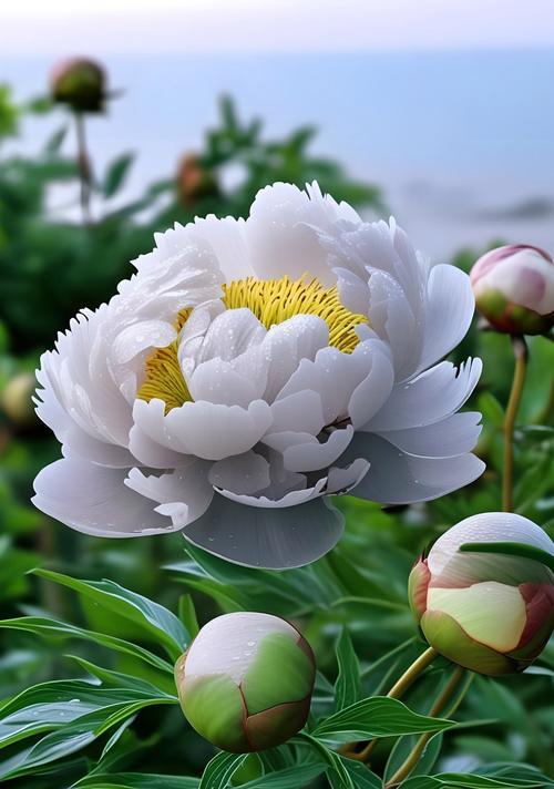 国色天香（花间故事）