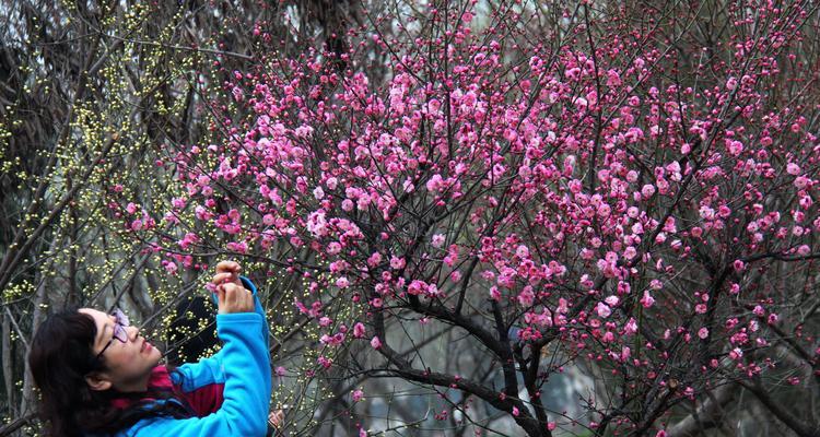 TheNever-endingBloomofthePlumBlossom（AStoryofPerseveranceandResilience）