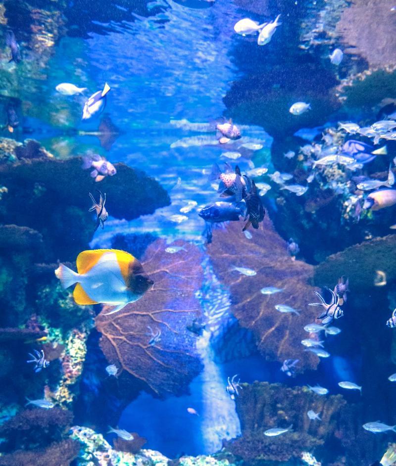 深海奇遇记——探秘海底世界