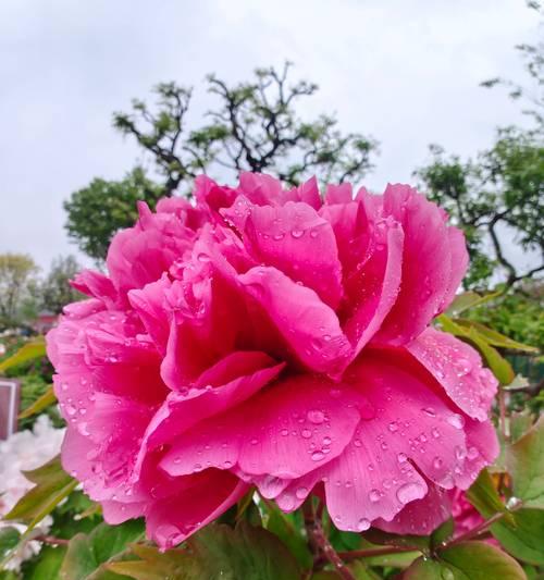 梦里观繁华——一段迷茫与觉醒的旅程（一个年轻人在人世间来去穿梭，直到一场梦中觉醒）