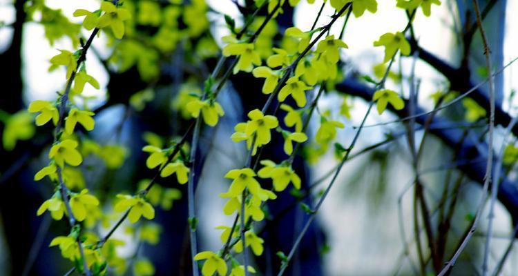 春天的野外如此美丽（小草青青，花开满地，春光明媚）