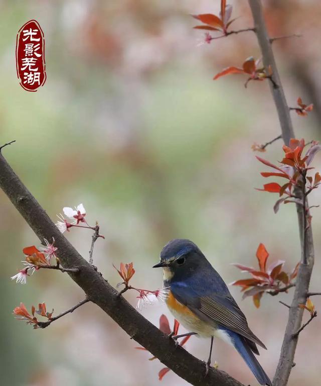 在春天，会有无数的想念（一个少年和一个少女之间的故事）