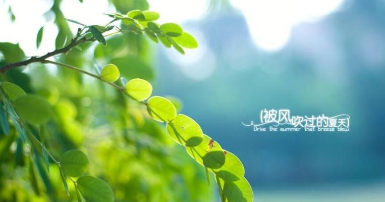风吹青春——用青春的岁月追寻自我
