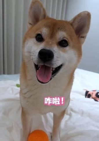 幸福的狗：一个守护家庭幸福的忠诚伙伴