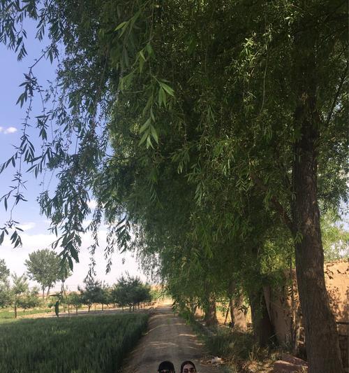 桥边的花店（一个温馨而美丽的回忆）