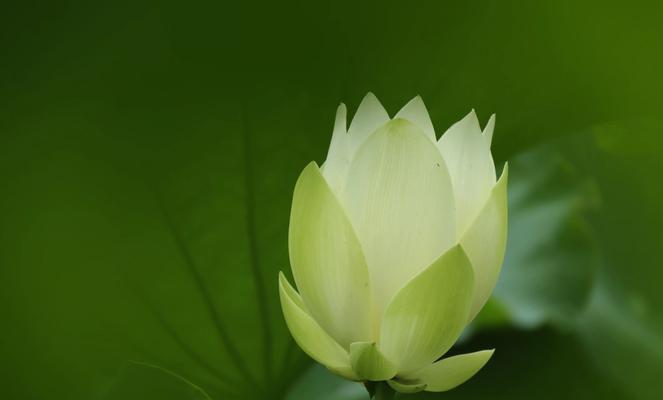水晶般的心灵（水晶般的心灵）