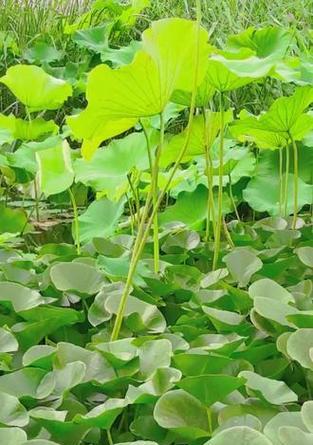 出淤泥而不染（保持内心的纯洁和美好）