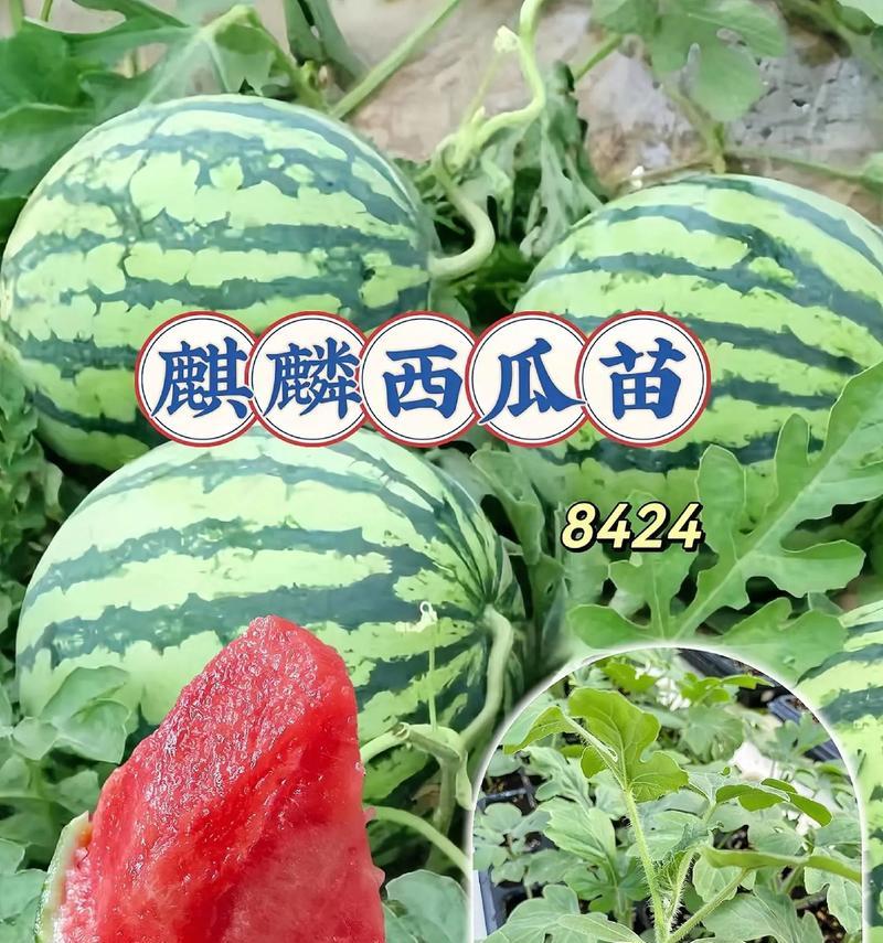 甜蜜的夏日（西瓜的美味与惊喜）