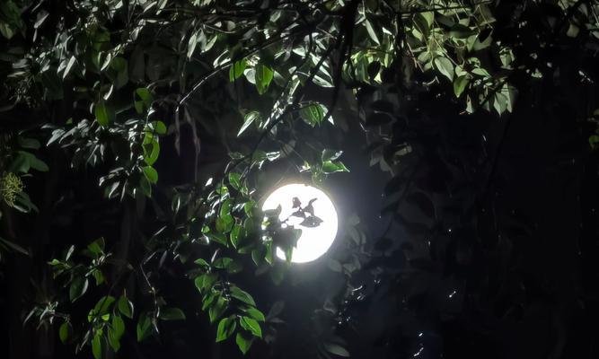 月光倾泻故乡情（青春岁月，一夜幽梦）