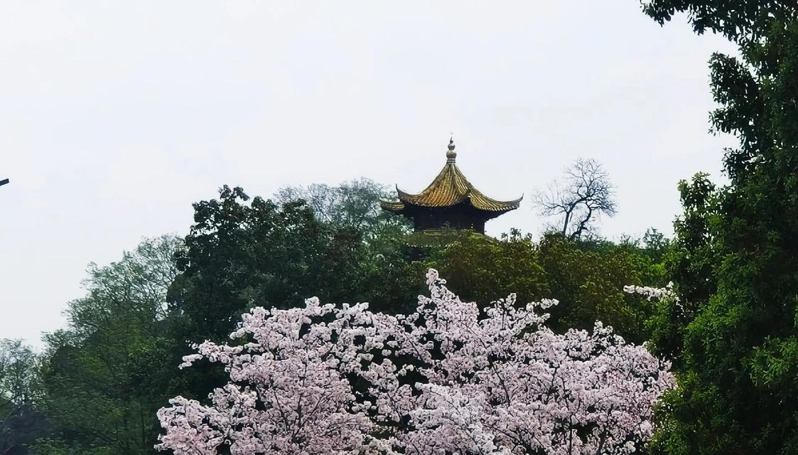 樱花之恋