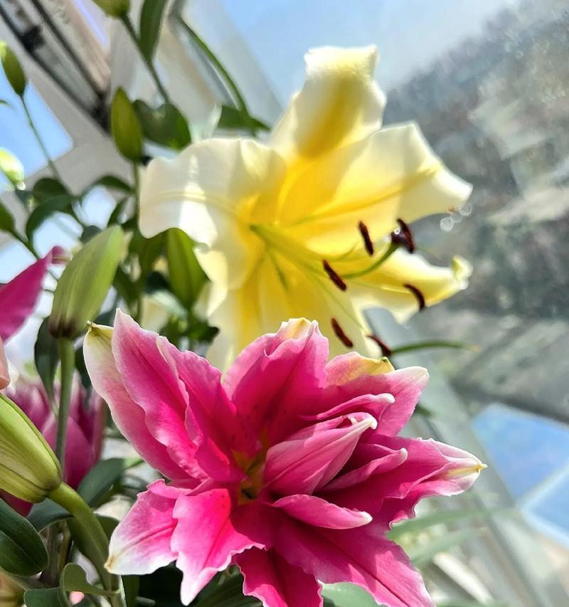 春天的礼物（愿这一切都拥有花开的美丽）