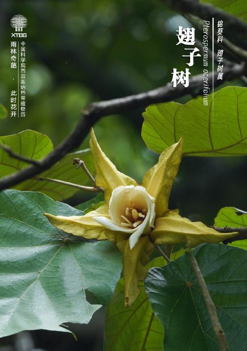 花开在此时