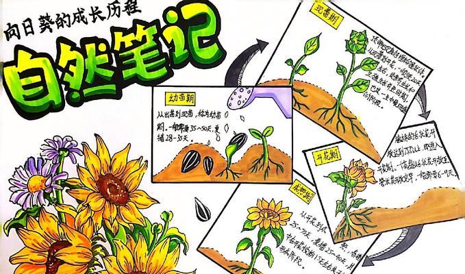 阳光下的向日葵（小小的种子，巨大的生命力）