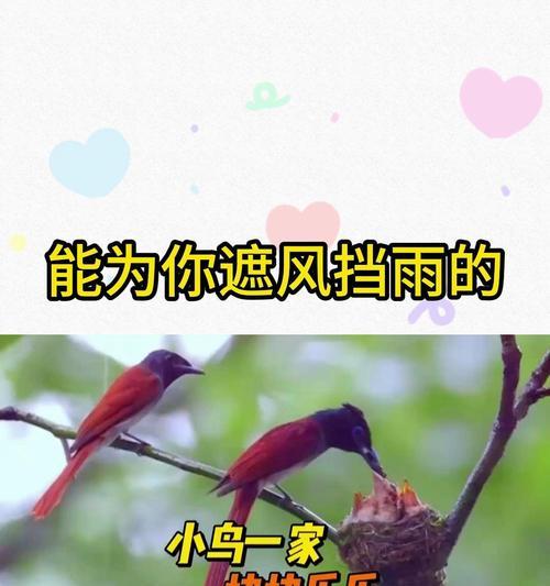 感恩遮风挡雨的爸妈（感恩遮风挡雨的爸妈）