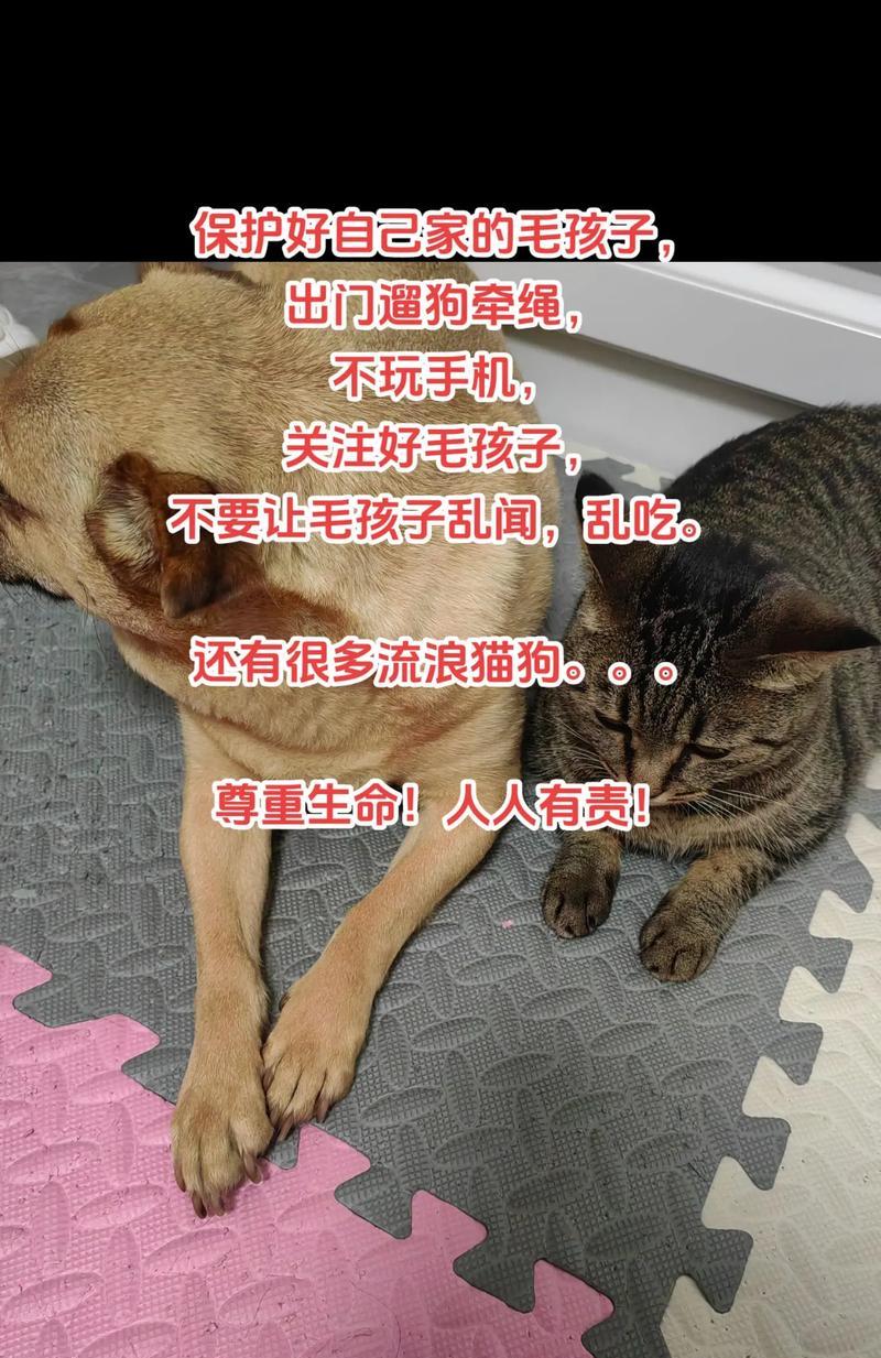 一只流浪狗的遇见（人类的善意与动物的尊严）
